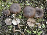 Entoloma vernum image
