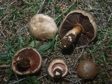 Agaricus cupreobrunneus image