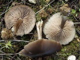 Entoloma vernum image