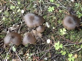 Entoloma vernum image
