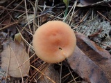 Laccaria bicolor image