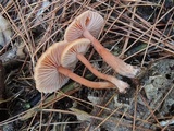 Laccaria bicolor image