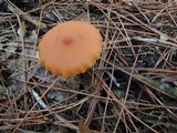 Laccaria bicolor image