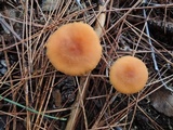 Laccaria bicolor image