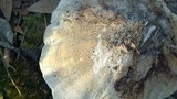 Trametes gibbosa image