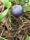 Cortinarius terpsichores image