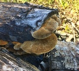 Trametes trogii image