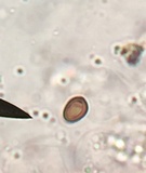 Trametes trogii image