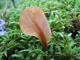 Spathulariopsis velutipes image