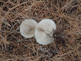 Entoloma rhodopolium image