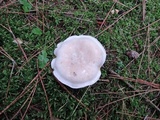 Lepista aeruginosa image