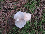 Lepista aeruginosa image