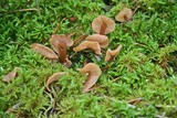 Spathulariopsis velutipes image