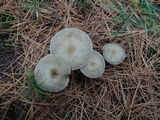 Ampulloclitocybe clavipes image