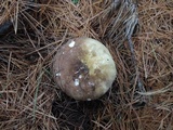 Russula xerampelina image