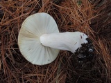 Russula xerampelina image