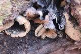 Ionomidotis irregularis image