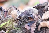 Ionomidotis irregularis image