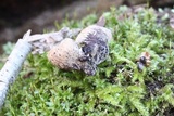 Ionomidotis irregularis image