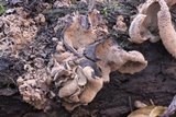 Ionomidotis irregularis image