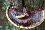 Ganoderma sessile image