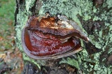 Ganoderma sessile image