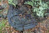 Ganoderma sessile image