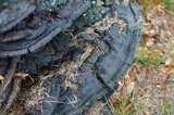 Ganoderma sessile image
