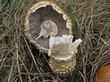 Stropharia kauffmanii image