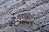 Bjerkandera adusta image