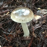 Amanita pachycolea image