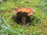 Tricholoma focale image