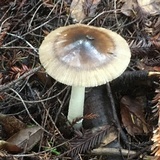 Amanita pachycolea image