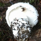 Amanita smithiana image