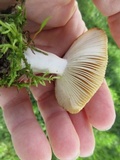 Russula pectinatoides image