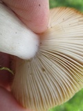 Russula pectinatoides image