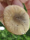 Russula pectinatoides image
