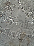 Inocybe bongardii image