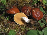 Suillus brevipes image