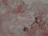 Inocybe bongardii image