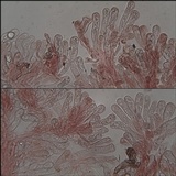 Inocybe bongardii image