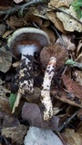 Cortinarius glutinosoarmillatus image