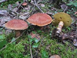 Suillus lakei image