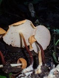 Marasmius cladophyllus image
