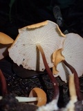 Marasmius cladophyllus image
