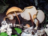 Marasmius cladophyllus image