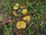 Suillus tomentosus image