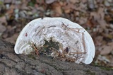 Trametes gibbosa image