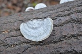 Trametes gibbosa image