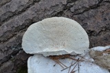 Trametes gibbosa image